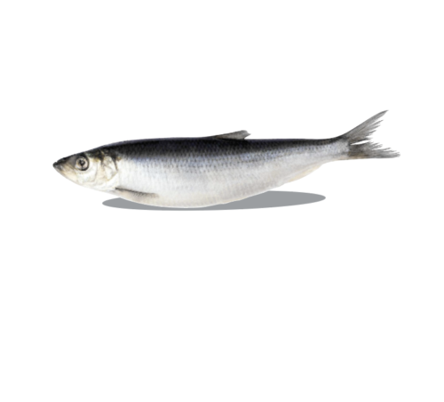 BIG COUNTRY RAW Herring 1lb